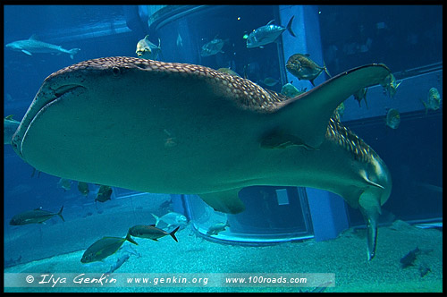 Океанариум Осака Каиюкан, Osaka Aquarium Kaiyukan, 海遊館, Осака, Osaka, 大阪, регион Кансай, 関西地方, Kansai, 関西, Хонсю, Honshu Island, 本州, Япония, Japan, 日本