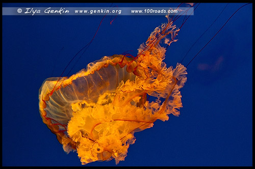 Океанариум Осака Каиюкан, Osaka Aquarium Kaiyukan, 海遊館, Осака, Osaka, 大阪, регион Кансай, 関西地方, Kansai, 関西, Хонсю, Honshu Island, 本州, Япония, Japan, 日本