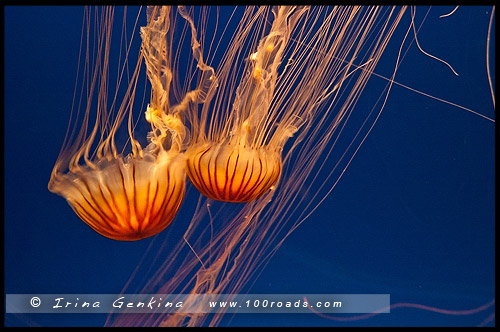 Океанариум Осака Каиюкан, Osaka Aquarium Kaiyukan, 海遊館, Осака, Osaka, 大阪, регион Кансай, 関西地方, Kansai, 関西, Хонсю, Honshu Island, 本州, Япония, Japan, 日本