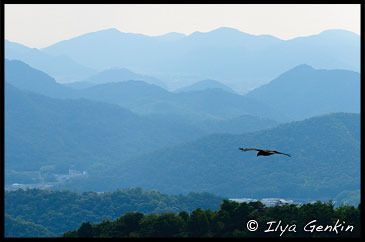 Eagle Flying Above Hills Near Himeji., View from Mount Shosha., Hyogo Prefecture, Kansai region, Honshu Island, Japan