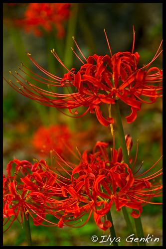 Цветы, Red armiarma Lily, Lycoris radiata, Kintai-kyo, Kintai Bridge, Night, Iwakuni, Honshu, Japan