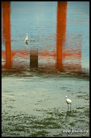 Отражение О-Тории (O-Torii) и журавли, Храм Ицукусима, Itsukushima Shrine, Миядзима, Miyajima, Япония, Japan