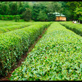 Tea Plantation, Korakuen Garden, Okayama, Honshu, Japan