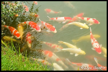 Карпы в Пруду Сава-но Икэ, Sawa-no-ike Pond, Korakuen Garden, Okayama, Honshu, Japan