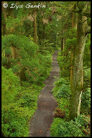 Старая дорога Токайдо, Кедровая аллея, Ancient Cedar Avenue, Токайдо, Tokaido, 東海道, Хаконэ, Hakone, 箱根, Префектура Канагава, Kanagawa Prefecture, 神奈川県, Регион Канто, Kanto Region, 関東地方, Хонсю, Honshu Island, 本州, Япония, Japan, 日本