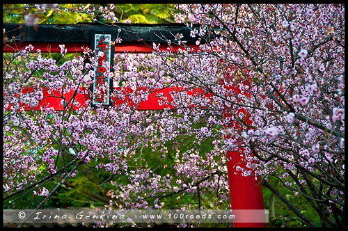 Японский сад, Japanese Gardens, Ханами, Hanami, 花見, Обурн, Auburn, Сидней, Sydney