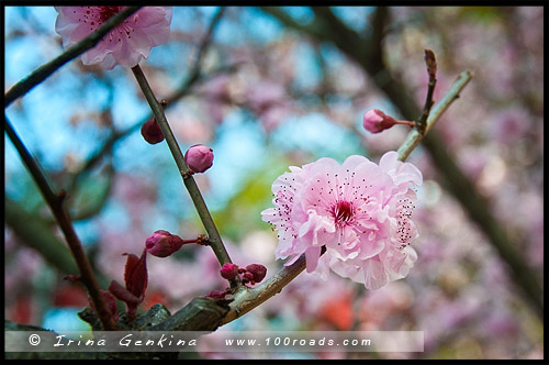 Японский сад, Japanese Gardens, Ханами, Hanami, 花見, Обурн, Auburn, Сидней, Sydney