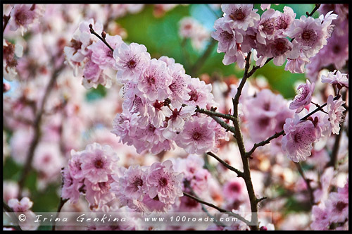 Японский сад, Ханами, Hanami, 花見, Сидней, Sydney