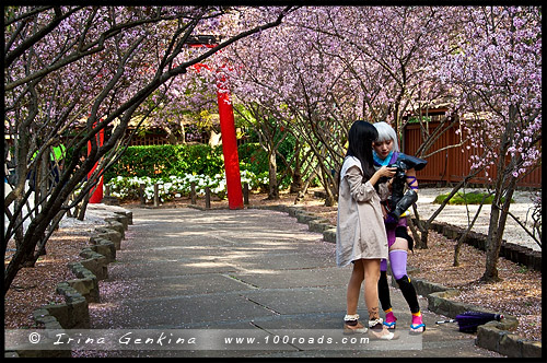 Японский сад, Ханами, Hanami, 花見, Сидней, Sydney