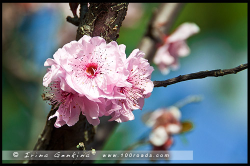 Японский сад, Ханами, Hanami, 花見, Сидней, Sydney