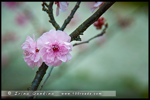 Японский сад, Ханами, Hanami, 花見, Сидней, Sydney