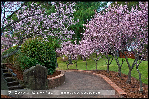 Японский сад, Ханами, Hanami, 花見, Сидней, Sydney