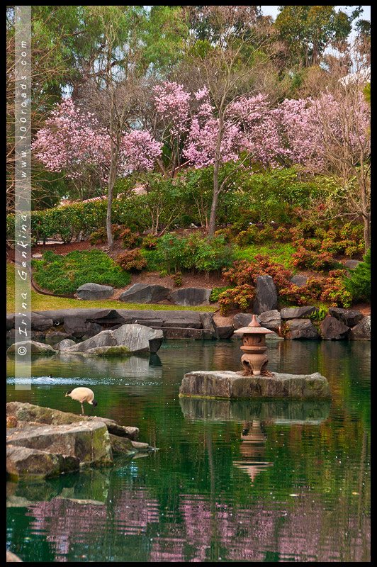 Японский сад, Ханами, Hanami, 花見, Сидней, Sydney