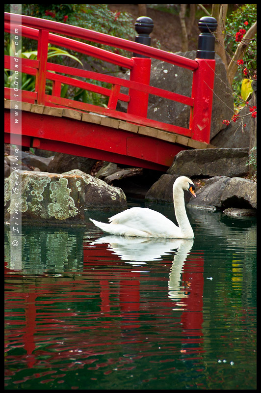 Японский сад, Ханами, Hanami, 花見, Сидней, Sydney