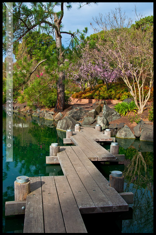 Японский сад, Ханами, Hanami, 花見, Сидней, Sydney