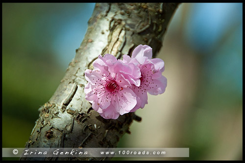 Японский сад, Ханами, Hanami, 花見, Сидней, Sydney