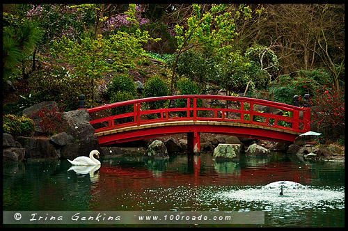 Японский сад, Ханами, Hanami, 花見, Сидней, Sydney