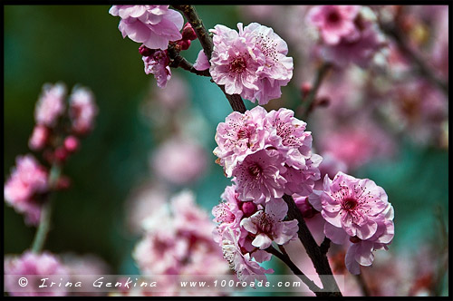 Японский сад, Ханами, Hanami, 花見, Сидней, Sydney