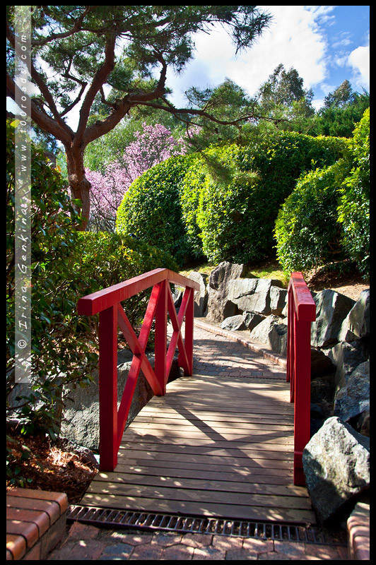 Японский сад, Ханами, Hanami, 花見, Сидней, Sydney