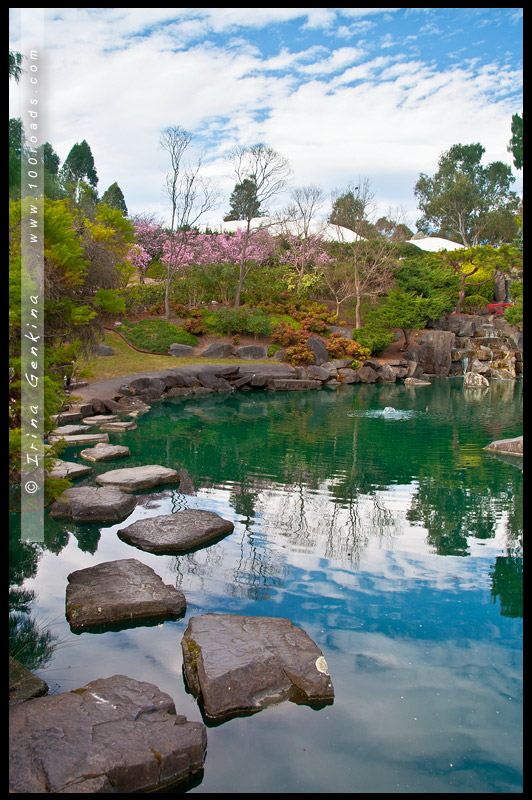 Японский сад, Ханами, Hanami, 花見, Сидней, Sydney