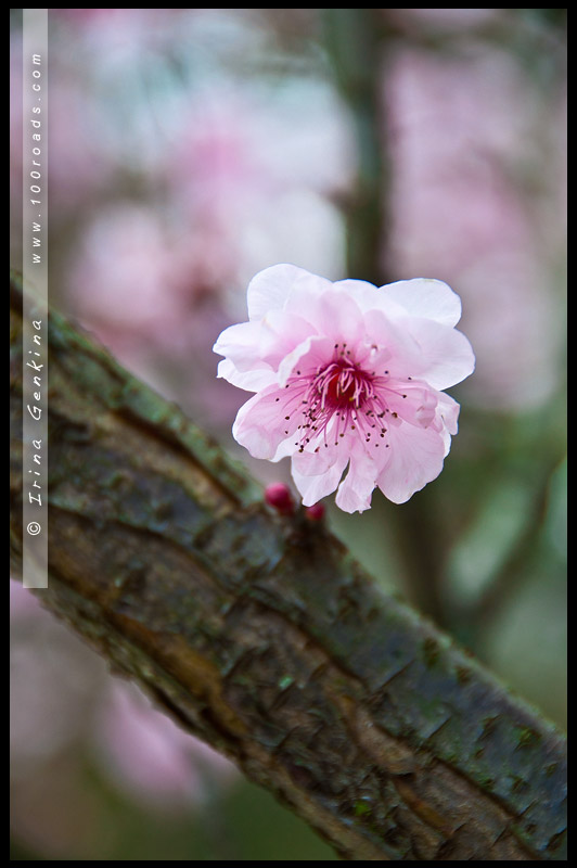 Японский сад, Ханами, Hanami, 花見, Сидней, Sydney