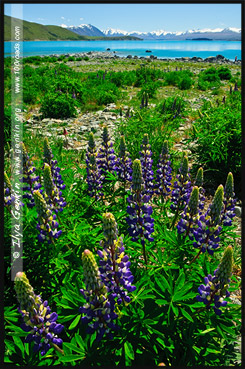 Озеро Текапо, Lake Tekapo, Южный остров, South Island, Новая Зеландия, New Zealand