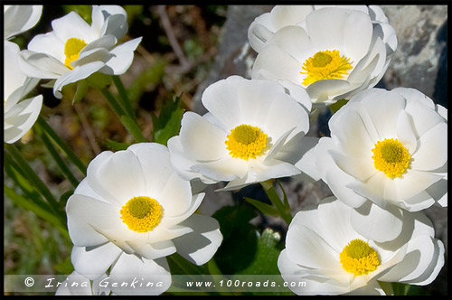 Лилия Маунт Кук, Ranunculus lyallii, Mount Cook Buttercup, Тропа Долины Хукер, Hooker Valley Track, Aoraki Mount Cook National Park, Южный остров, South Island, Новая Зеландия, New Zealand