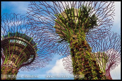 Сады у залива, Gardens by the Bay, Сингапур, Singapore