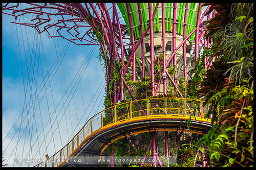 Сады у залива, Gardens by the Bay, Сингапур, Singapore