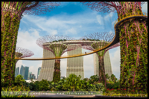 Сады у залива, Gardens by the Bay, Сингапур, Singapore