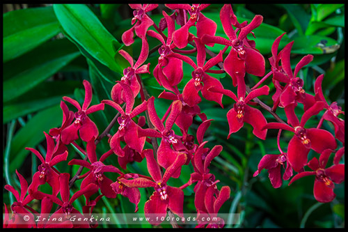 Сады у залива, Gardens by the Bay, Сингапур, Singapore