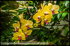 Сады у залива, Gardens by the Bay, Сингапур, Singapore