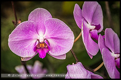 Сады у залива, Gardens by the Bay, Сингапур, Singapore