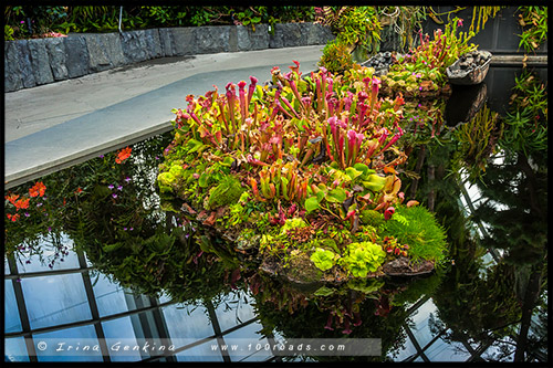 Сады у залива, Gardens by the Bay, Сингапур, Singapore