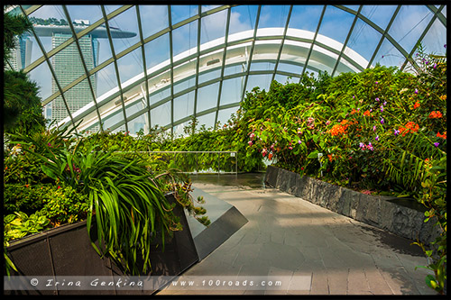 Сады у залива, Gardens by the Bay, Сингапур, Singapore