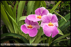 Сады у залива, Gardens by the Bay, Сингапур, Singapore