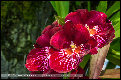 Сады у залива, Gardens by the Bay, Сингапур, Singapore