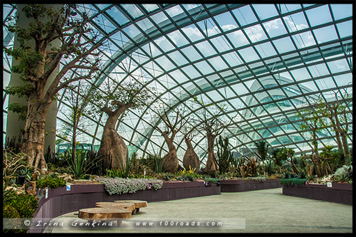 Сады у залива, Gardens by the Bay, Сингапур, Singapore