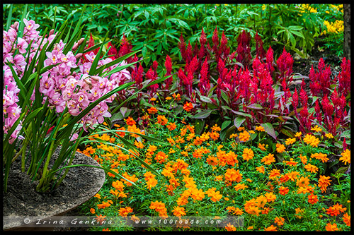 Сады у залива, Gardens by the Bay, Сингапур, Singapore