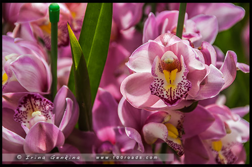 Сады у залива, Gardens by the Bay, Сингапур, Singapore