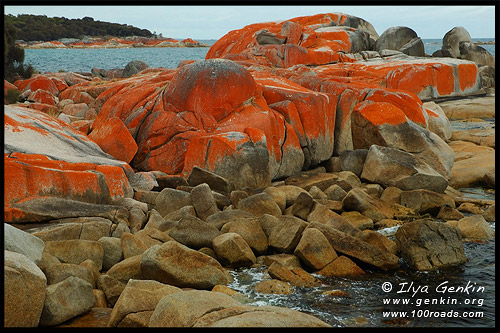 Залив Огненей, Bay of Fires, Тасмания, Tasmania, Австралия, Australia