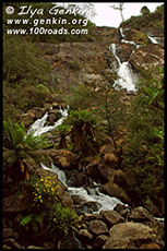 Водопад Св.Каламба, St Columba Falls, Тасмания, Tasmania, Австралия, Australia