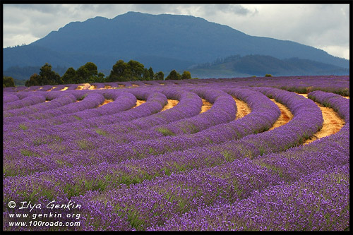 Лавандовая ферма (Bridestowe Lavender Farm), Северный Лилидейл (North Lilydale), Лонсестон, Launceston, Тасмания, Tasmania, Австралия, Australia