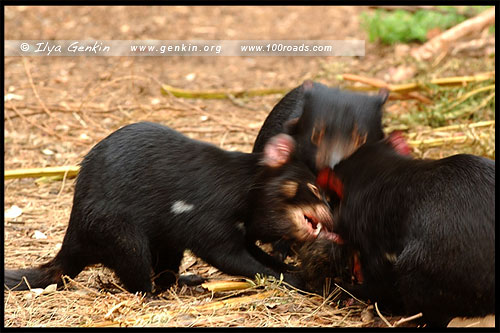 Тасманийский Дьявол, Tasmanian devils, Полуостров Тасман, Tasman Peninsula, Тасмания, Tasmania, Австралия, Australia