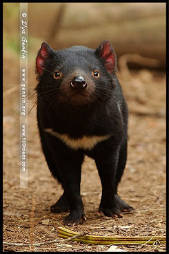 Тасманийский Дьявол, Tasmanian devils, Полуостров Тасман, Tasman Peninsula, Тасмания, Tasmania, Австралия, Australia