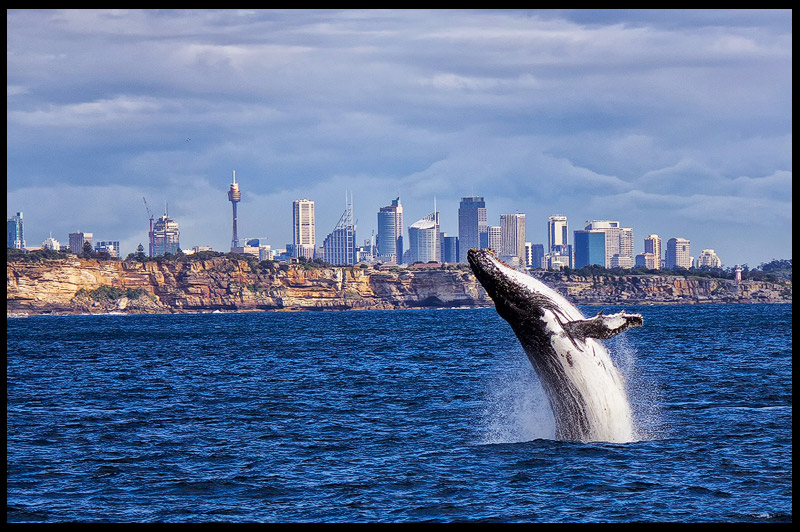 Топ-10 Австралия, Top-10 Australia, Сидней, Sydney, Новый Южный Уэльс, New South Wales, Австралия, Australia