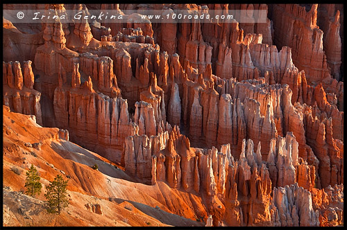 Рассвет, Амфитеатр Брайс, Bryce Amphitheater, Точки Вдохновения, Inspiration Point, Каньон Брайс, Bryce Canyon, Юта, Utah, США, USA, Америка, America