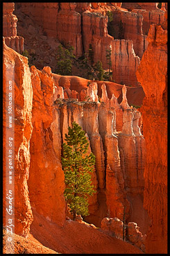 Рассвет, Круговая тропа Навахо, Navajo Loop Tril, Амфитеатр Брайс, Bryce Amphitheater, Точка Заката, Sunset Point, Каньон Брайс, Bryce Canyon, Юта, Utah, США, USA, Америка, America