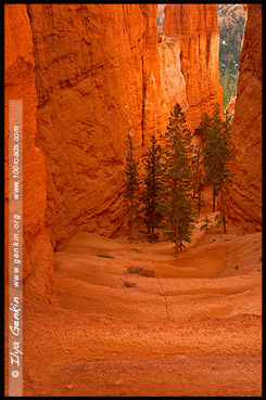 Рассвет, Круговая тропа Навахо, Navajo Loop Tril, Амфитеатр Брайс, Bryce Amphitheater, Точка Заката, Sunset Point, Каньон Брайс, Bryce Canyon, Юта, Utah, США, USA, Америка, America