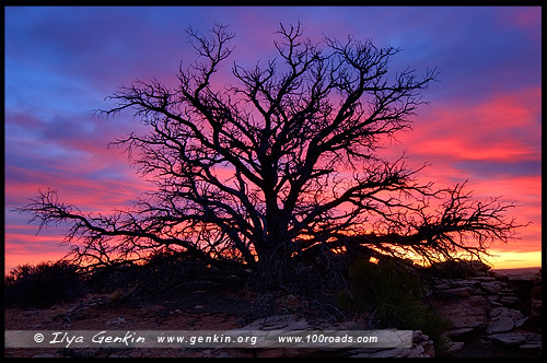 Остров в небе, Island in the Sky District, Национальный парк Каньонлэндс, Canyonlands National Park, Юта, Utah, США, USA, Америка, America